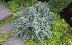 Japanese Painted Fern - 1 Gallon Pot -Plant Shop Fern Japanese Painted 13