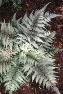 Japanese Painted Fern - 1 Gallon Pot -Plant Shop Fern Japanese Painted 15