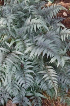 Japanese Painted Fern - 6 Pack Of 1 Gallon Pots 18 Japanese Painted Fern - 6 Pack Of 1 Gallon Pots -Plant Shop Fern Japanese Painted 500x750 2