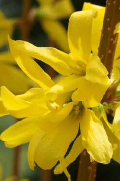 Believe It Or Not Forsythia - 2 Gallon Pot -Plant Shop Forsythia Lynwood Gold Rev 2 500x750 1