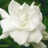 August Beauty Gardenia - 6 Pack Of 1 Gallon Pots -Plant Shop Gardenia August Beauty 5 500x750 2