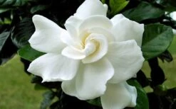 August Beauty Gardenia (Single Trunk Topiary Tree) - 5 Gallon Pot 11 August Beauty Gardenia (Single Trunk Topiary Tree) - 5 Gallon Pot -Plant Shop Gardenia August Beauty Flower Closeup