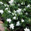 Radicans Creeping Dwarf Gardenia - 6 Pack Of 1 Gallon Pots -Plant Shop Gardenia Creeping 22