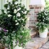 Diamond Spire Gardenia - 2 Gallon Pot 2 Diamond Spire Gardenia - 2 Gallon Pot -Plant Shop Gardenia Diamond Spire 1