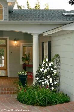 Diamond Spire Gardenia - 2 Gallon Pot -Plant Shop Gardenia Diamond Spire 5