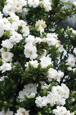 Double Mint Gardenia - 2 Gallon Pot 12 Double Mint Gardenia - 2 Gallon Pot -Plant Shop Gardenia Double Mint 2 1