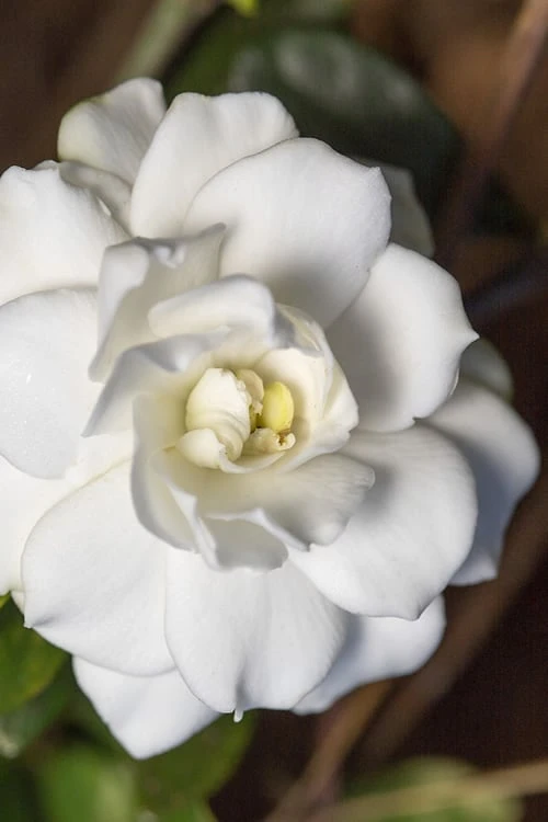 Double Mint Gardenia - 6 Pack Of 1 Gallon Pots 3 Double Mint Gardenia - 6 Pack Of 1 Gallon Pots