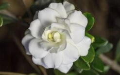 Double Mint Gardenia - 2 Gallon Pot 15 Double Mint Gardenia - 2 Gallon Pot -Plant Shop Gardenia Double Mint 6 1