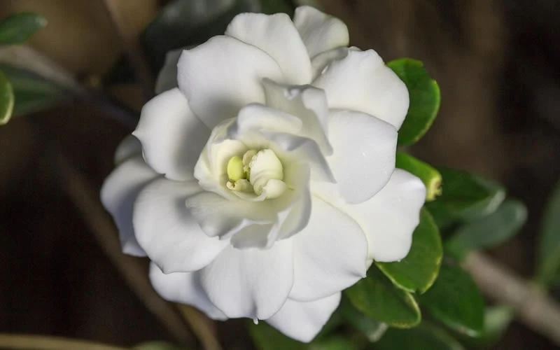 Double Mint Gardenia - 2 Gallon Pot 9 Double Mint Gardenia - 2 Gallon Pot - Image 7