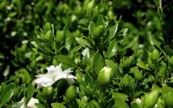 Double Mint Gardenia - 6 Pack Of 1 Gallon Pots 14 Double Mint Gardenia - 6 Pack Of 1 Gallon Pots -Plant Shop Gardenia Double Mint 7