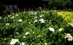 Double Mint Gardenia - 6 Pack Of 1 Gallon Pots 13 Double Mint Gardenia - 6 Pack Of 1 Gallon Pots -Plant Shop Gardenia Double Mint 8