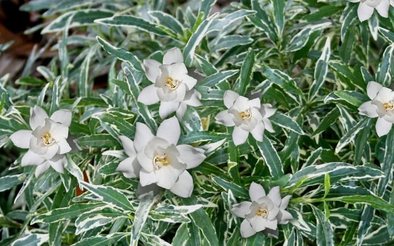 Variegated Creeping Dwarf Gardenia - 6 Pack Of 1 Gallon Pots 6 Variegated Creeping Dwarf Gardenia - 6 Pack Of 1 Gallon Pots - Image 4