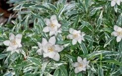 Variegated Creeping Dwarf Gardenia - 3 Gallon Pot -Plant Shop Gardenia Dwarf Radicans Variegated 3