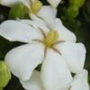 Heaven Scent Gardenia - 6 Pack Of 1 Gallon Pots 2 Heaven Scent Gardenia - 6 Pack Of 1 Gallon Pots -Plant Shop Gardenia Heaven Scent 15