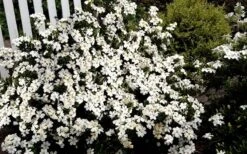 Heaven Scent Gardenia - 1 Gallon Pot 11 Heaven Scent Gardenia - 1 Gallon Pot -Plant Shop Gardenia Heaven Scent 17 1