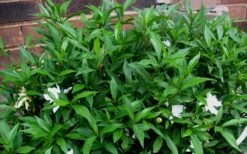Radicans Creeping Dwarf Gardenia - 6 Pack Of 1 Gallon Pots 16 Radicans Creeping Dwarf Gardenia - 6 Pack Of 1 Gallon Pots -Plant Shop Gardenia Radicans 53