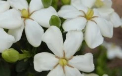 ScentAmazing Gardenia - 1 Gallon Pot -Plant Shop Gardenia Scentamazing 20