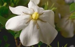 ScentAmazing Gardenia - 1 Gallon Pot -Plant Shop Gardenia Scentamazing Closeup