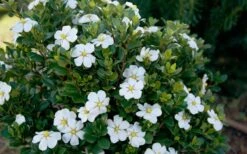 ScentAmazing Gardenia - 1 Gallon Pot -Plant Shop Gardenia Scentamazing Shrub