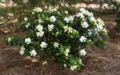 Sweet Tea Gardenia - 3 Gallon Pot -Plant Shop Gardenia Sweet Tea 5