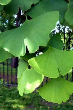 Ginkgo Maidenhair Tree - 5 Gallon Pot -Plant Shop Ginkgo Tree 10