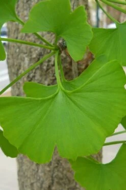 Grindstone Columnar Ginkgo Tree (Male) - 3 Gallon Pot -Plant Shop Ginkgo Tree 11 1