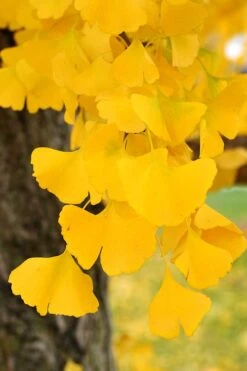 Ginkgo Maidenhair Tree - 5 Gallon Pot -Plant Shop Ginkgo Tree 14