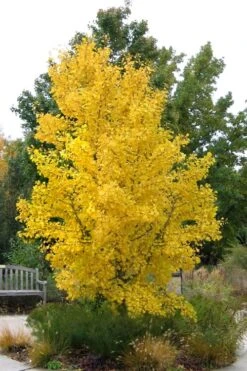 Ginkgo Maidenhair Tree - 5 Gallon Pot -Plant Shop Ginkgo Tree 16
