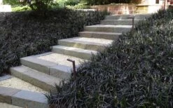 Black Mondo Grass - Ophiopogon Planiscapus 'Nigrescens' - 6 Pack Of 1 Gallon Pots 12 Black Mondo Grass - Ophiopogon Planiscapus 'Nigrescens' - 6 Pack Of 1 Gallon Pots -Plant Shop Grass Mondo Black 1