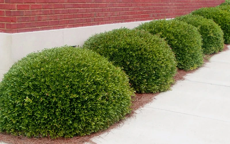 Bordeaux Dwarf Yaupon Holly - 1 Gallon Pot 6 Bordeaux Dwarf Yaupon Holly - 1 Gallon Pot - Image 4