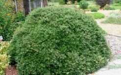 Bordeaux Dwarf Yaupon Holly - 1 Gallon Pot 14 Bordeaux Dwarf Yaupon Holly - 1 Gallon Pot -Plant Shop Holly Bordeaux 13