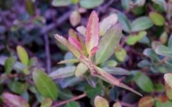 Bordeaux Dwarf Yaupon Holly - 1 Gallon Pot 15 Bordeaux Dwarf Yaupon Holly - 1 Gallon Pot -Plant Shop Holly Bordeaux Dwarf Yaupon NewGrowth