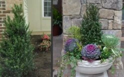 Pyramidal Compacta Japanese Holly - 3 Gallon Pot 11 Pyramidal Compacta Japanese Holly - 3 Gallon Pot -Plant Shop Holly Compacta Pyramidal 2