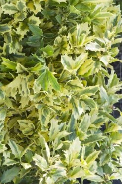 Golden Oakland Holly - 3 Gallon Pot 10 Golden Oakland Holly - 3 Gallon Pot -Plant Shop Holly Golden Oakland 1