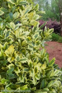 Golden Oakland Holly - 3 Gallon Pot 11 Golden Oakland Holly - 3 Gallon Pot -Plant Shop Holly Golden Oakland 2