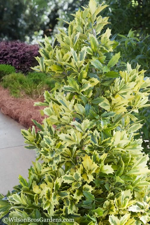 Golden Oakland Holly - 3 Gallon Pot 3 Golden Oakland Holly - 3 Gallon Pot