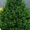 Pyramidal Compacta Japanese Holly - 3 Gallon Pot -Plant Shop Holly Pyramidal Compacta BS