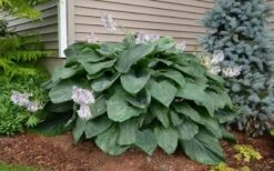 Empress Wu Giant Hosta Lily - 1 Gallon Pot -Plant Shop Hosta Empress Wu 20