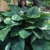 Empress Wu Giant Hosta Lily - 1 Gallon Pot -Plant Shop Hosta Empress Wu 21