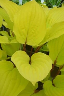 Fire Island Hosta Lily - 1 Gallon Pot -Plant Shop Hosta Lily Fire Island Closeup