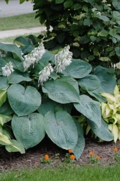 Sieboldiana Elegans Hosta Lily - 6 Pack Of 1 Gallon Pots -Plant Shop Hosta Sieboldiana Elegans 3