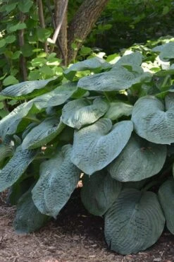 Sieboldiana Elegans Hosta Lily - 6 Pack Of 1 Gallon Pots -Plant Shop Hosta Sieboldiana Elegans 6