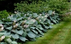 Sieboldiana Elegans Hosta Lily - 6 Pack Of 1 Gallon Pots -Plant Shop Hosta Sieboldiana Elegans 7