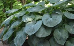 Sieboldiana Elegans Hosta Lily - 6 Pack Of 1 Gallon Pots -Plant Shop Hosta Sieboldiana Elegans 8