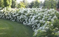 Annabelle Hydrangea - 3 Gallon Pot 15 Annabelle Hydrangea - 3 Gallon Pot -Plant Shop Hydrangea Annabelle Hedge 1