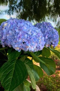 Big Daddy Hydrangea - 7 Gallon Pot -Plant Shop Hydrangea Big Daddy 500x750 1