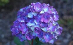 Bloomstruck Endless Summer Hydrangea - 3 Gallon Pot -Plant Shop Hydrangea Bloomstruck Bloom
