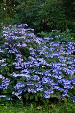 Blue Wave Lacecap Hydrangea - 3 Gallon Pot -Plant Shop Hydrangea Blue Wave 1