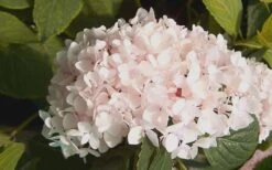 Blushing Bride Endless Summer Hydrangea - 2 Gallon Pot -Plant Shop Hydrangea Blushing Bride 2