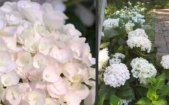 Blushing Bride Endless Summer Hydrangea - 2 Gallon Pot -Plant Shop Hydrangea Blushing Bride